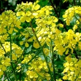 Trebam li kopati senf posijan u jesen